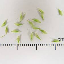 Attēlu rezultāti vaicājumam “Carex pseudocyperus female flower”