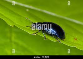 Attēlu rezultāti vaicājumam “Linaeidea aenea”