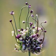 Attēlu rezultāti vaicājumam “Allium scorodoprasum”