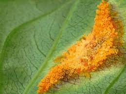 Attēlu rezultāti vaicājumam “Pucciniales”