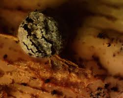 Attēlu rezultāti vaicājumam “Physarum bryomacrocarpum spores”