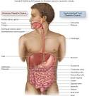 A&PII Eportfolio: Objective 78: Gross and Histological parts of ...