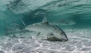 Image result for Albula vulpes