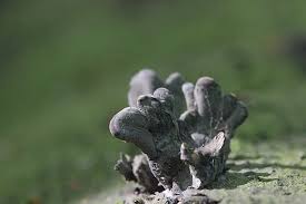 Attēlu rezultāti vaicājumam “Xylaria polymorpha”