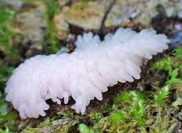 Attēlu rezultāti vaicājumam “Stemonaria irregularis”