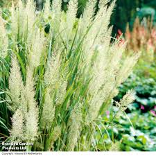 Attēlu rezultāti vaicājumam “Calamagrostis purpurea fruit”