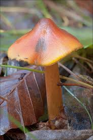 Attēlu rezultāti vaicājumam “Hygrocybe acutoconica”