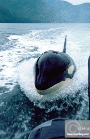 Image result for Orcinus orca