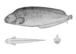 Image result for Anarhichas denticulatus