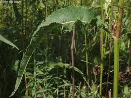 Attēlu rezultāti vaicājumam “Rumex hydrolapathum leaf”