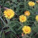 Attēlu rezultāti vaicājumam “Inula salicina flower”