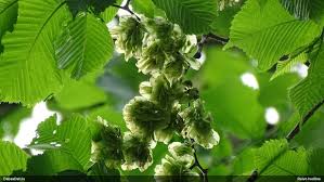 Attēlu rezultāti vaicājumam “Fuligo licentii young”