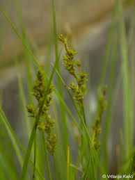 Attēlu rezultāti vaicājumam “Carex elongata”