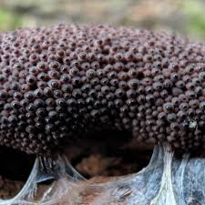 Attēlu rezultāti vaicājumam “Symphytocarpus flaccidus sessile”