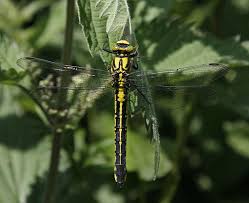 Attēlu rezultāti vaicājumam “Gomphus vulgatissimus”