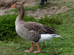 Attēlu rezultāti vaicājumam “Anser anser”