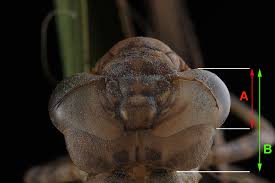 Attēlu rezultāti vaicājumam “exuvia”