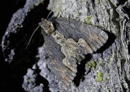 Attēlu rezultāti vaicājumam “Dypterygia scabriuscula”