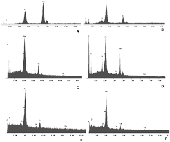 Attēlu rezultāti vaicājumam “Diachea leucopodia young”