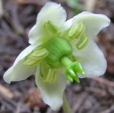 Attēlu rezultāti vaicājumam “Moneses uniflora bud”