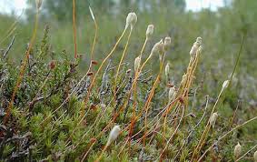 Attēlu rezultāti vaicājumam “Aulacomnium”