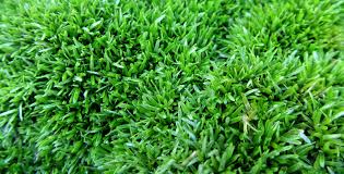 Attēlu rezultāti vaicājumam “Pottiales”