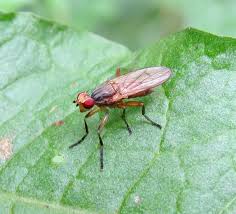 Attēlu rezultāti vaicājumam “Badhamia dubia sessile”