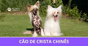 Image result for Co de Crista Chins