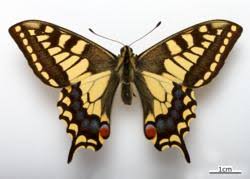 Attēlu rezultāti vaicājumam “Papilionidae”