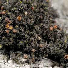 Attēlu rezultāti vaicājumam “Schistidium robustum”