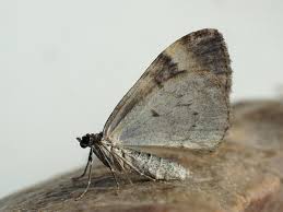 Attēlu rezultāti vaicājumam “Dysstroma truncata”