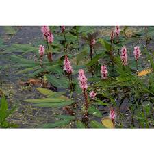 Attēlu rezultāti vaicājumam “Polygonum amphibium”