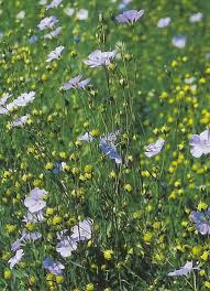 Image result for Linum usitatissimum