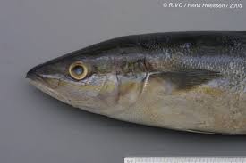 Image result for Elagatis bipinnulata