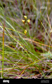 Attēlu rezultāti vaicājumam “Juncus stygius”