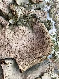 Attēlu rezultāti vaicājumam “Dermatocarpon luridum”