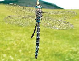 Attēlu rezultāti vaicājumam “Aeshna juncea”