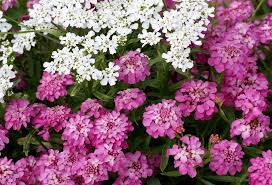 Image result for Schleifenblume