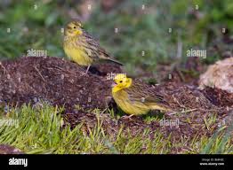 Attēlu rezultāti vaicājumam “Emberiza citrinella juvenile”