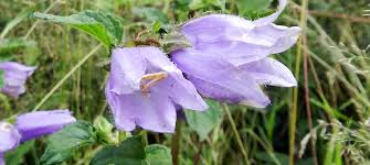 Attēlu rezultāti vaicājumam “Campanula trachelium leaf”