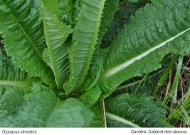 Image result for Dipsacus silvestris
