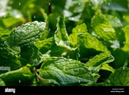 Attēlu rezultāti vaicājumam “Mentha arvensis leaf”