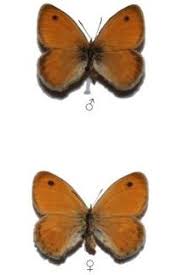 Attēlu rezultāti vaicājumam “Coenonympha pamphilus”