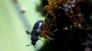 Attēlu rezultāti vaicājumam “Megatoma undata”