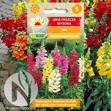 Image result for Antirrhinum majus maximum
