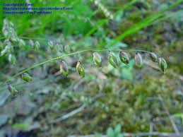 Attēlu rezultāti vaicājumam “Melica nutans”