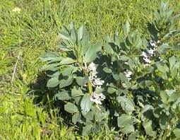 Attēlu rezultāti vaicājumam “Vicia faba flower”