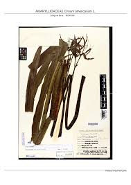 Attēlu rezultāti vaicājumam “Amarillidaceae”