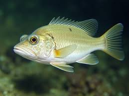 Image result for Micropogonias undulatus