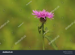 Attēlu rezultāti vaicājumam “Centaurea scabiosa bud”